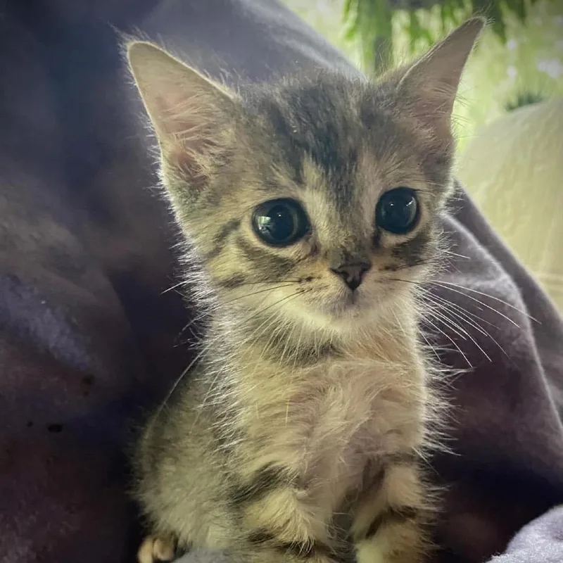 Petunia Tooney thumbnail 3