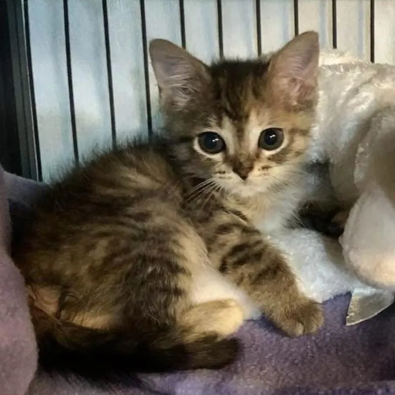 Petunia Tooney thumbnail 4