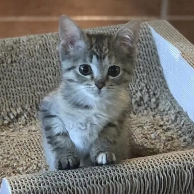 Petunia Tooney thumbnail 5