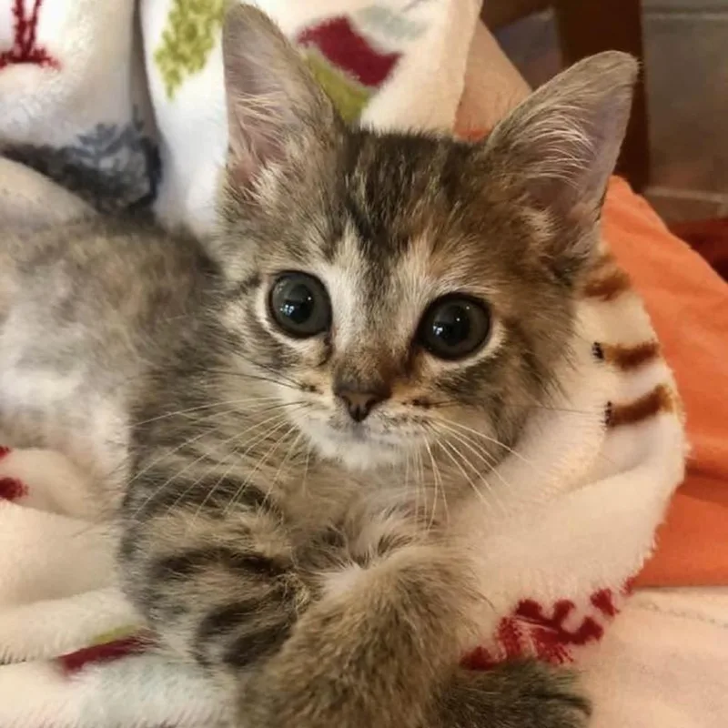 Petunia Tooney thumbnail 6