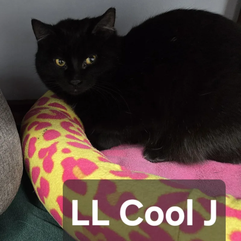 Ll Cool J thumbnail 2