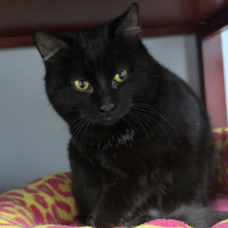 Ll Cool J thumbnail 3