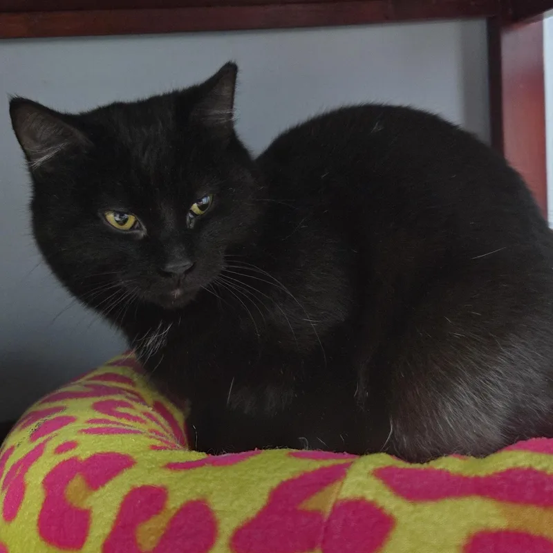 Ll Cool J thumbnail 4