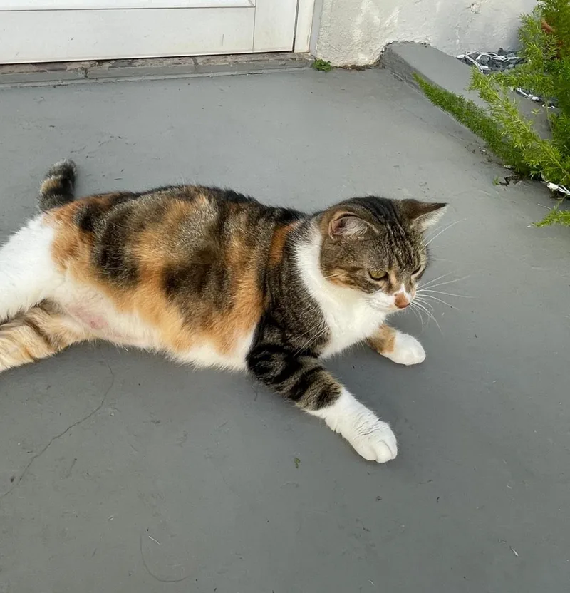 Maggie Aka Mama thumbnail 4