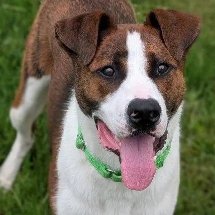 Squirrel thumbnail 2