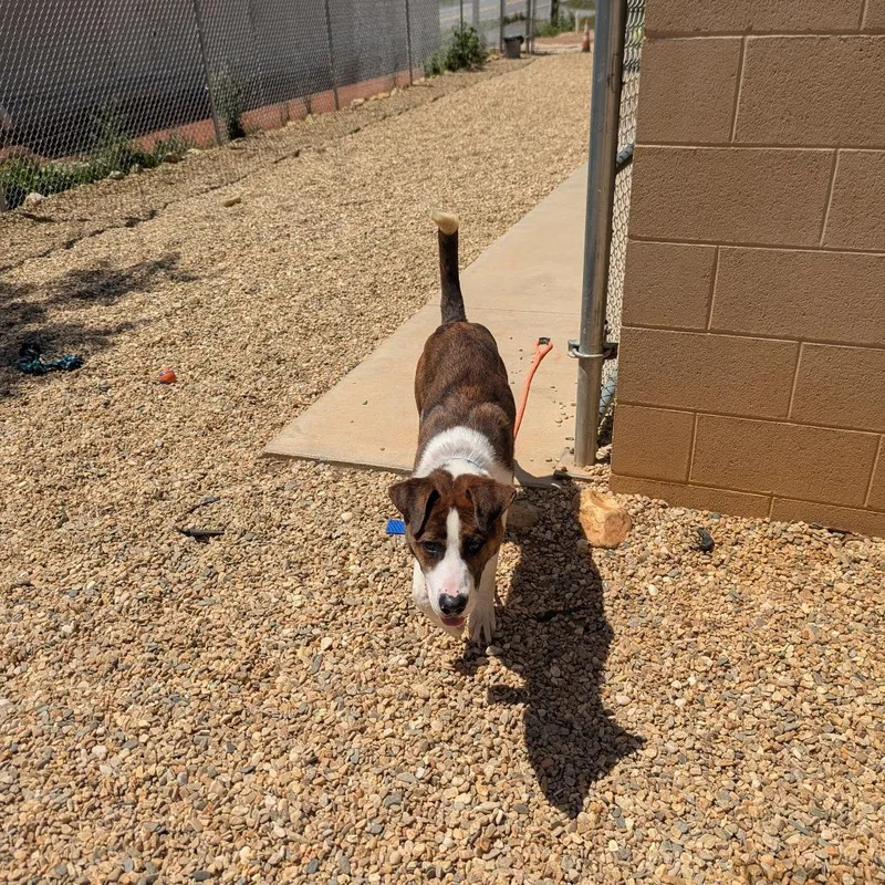 Squirrel thumbnail 4