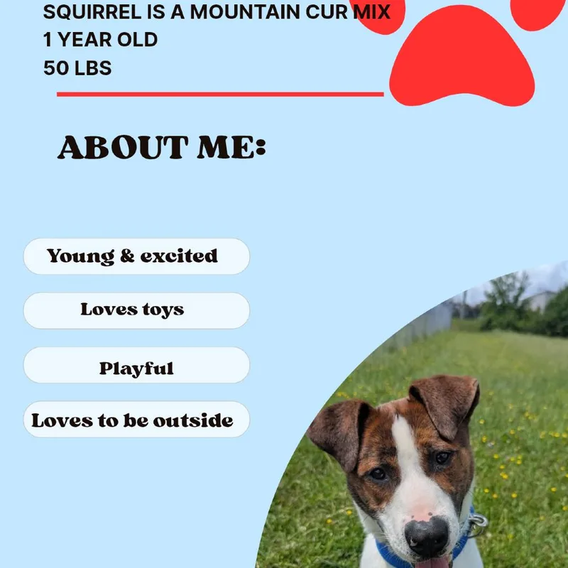 Squirrel thumbnail 6