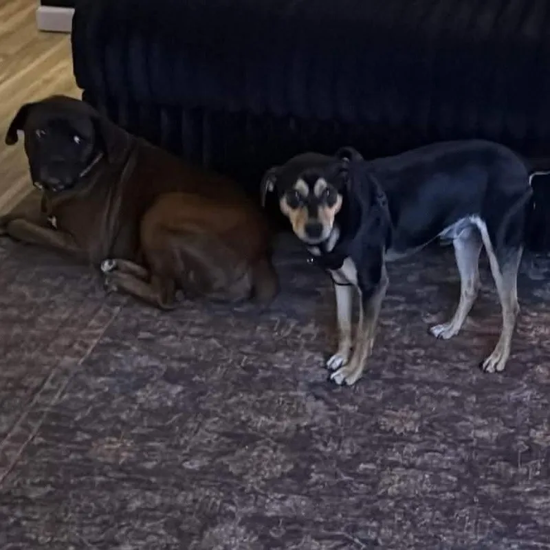 Pepe Le Pew thumbnail 2