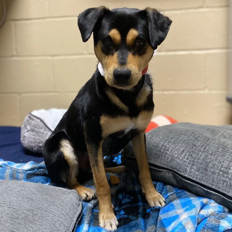 Pepe Le Pew thumbnail 3