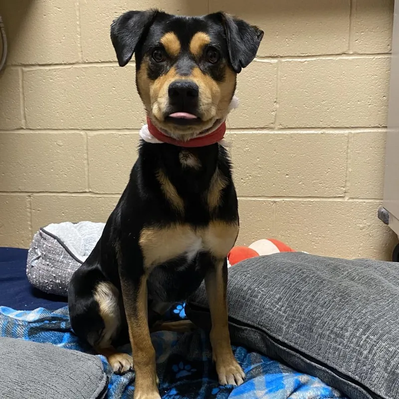 Pepe Le Pew thumbnail 5