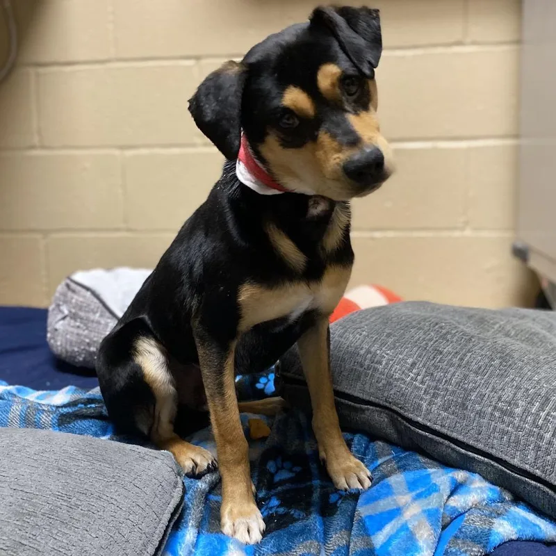 Pepe Le Pew thumbnail 6