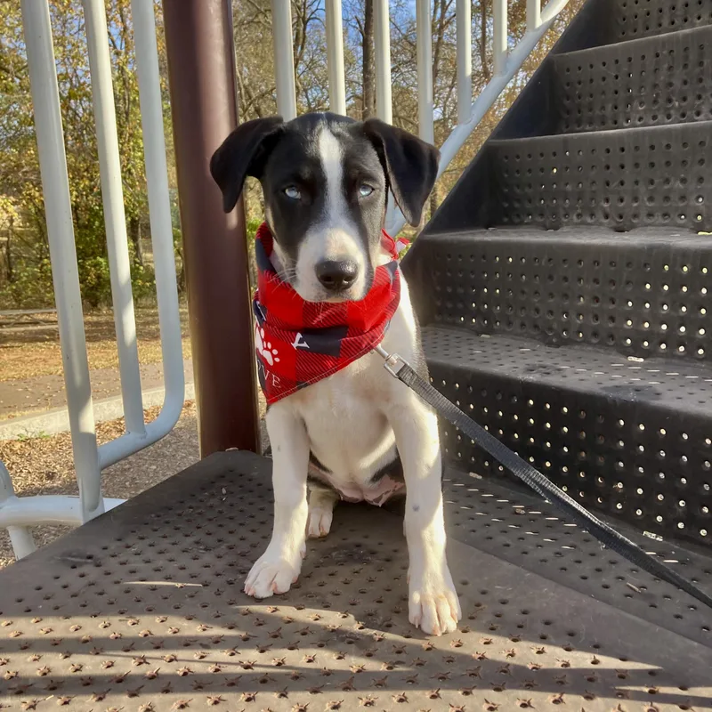 Elizabeth thumbnail 4