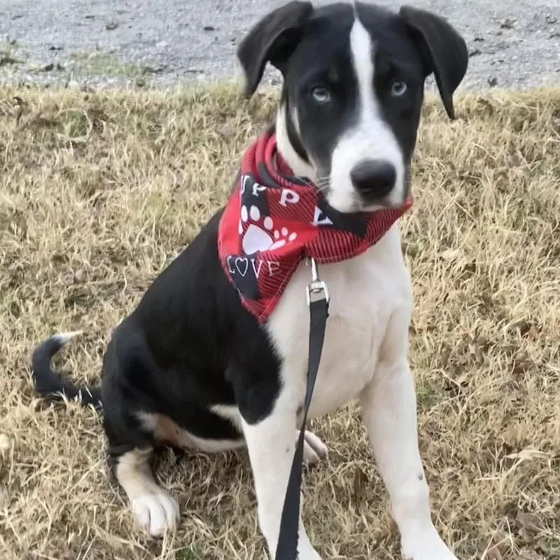 Elizabeth thumbnail 5