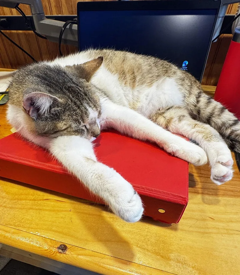 Miss Maggie thumbnail 2