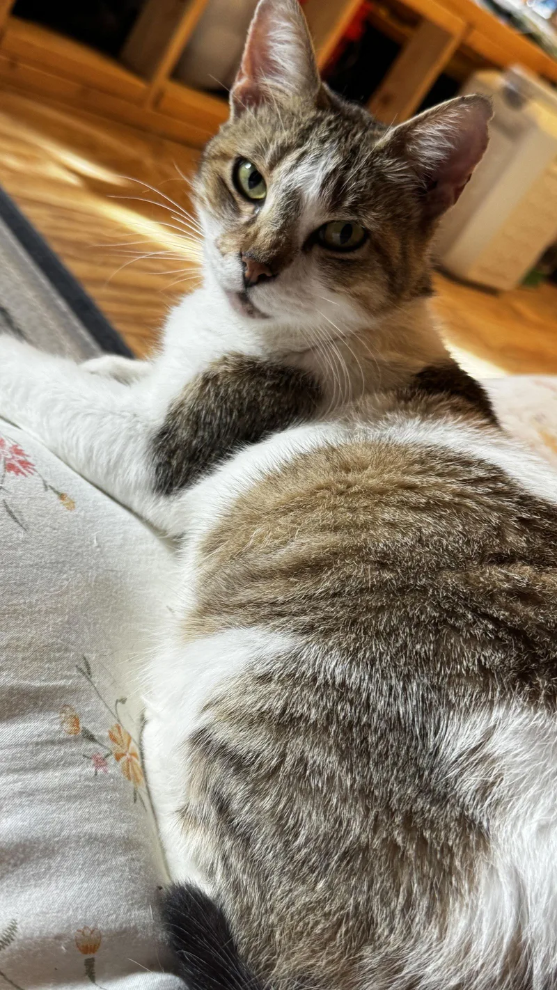 Miss Maggie thumbnail 3