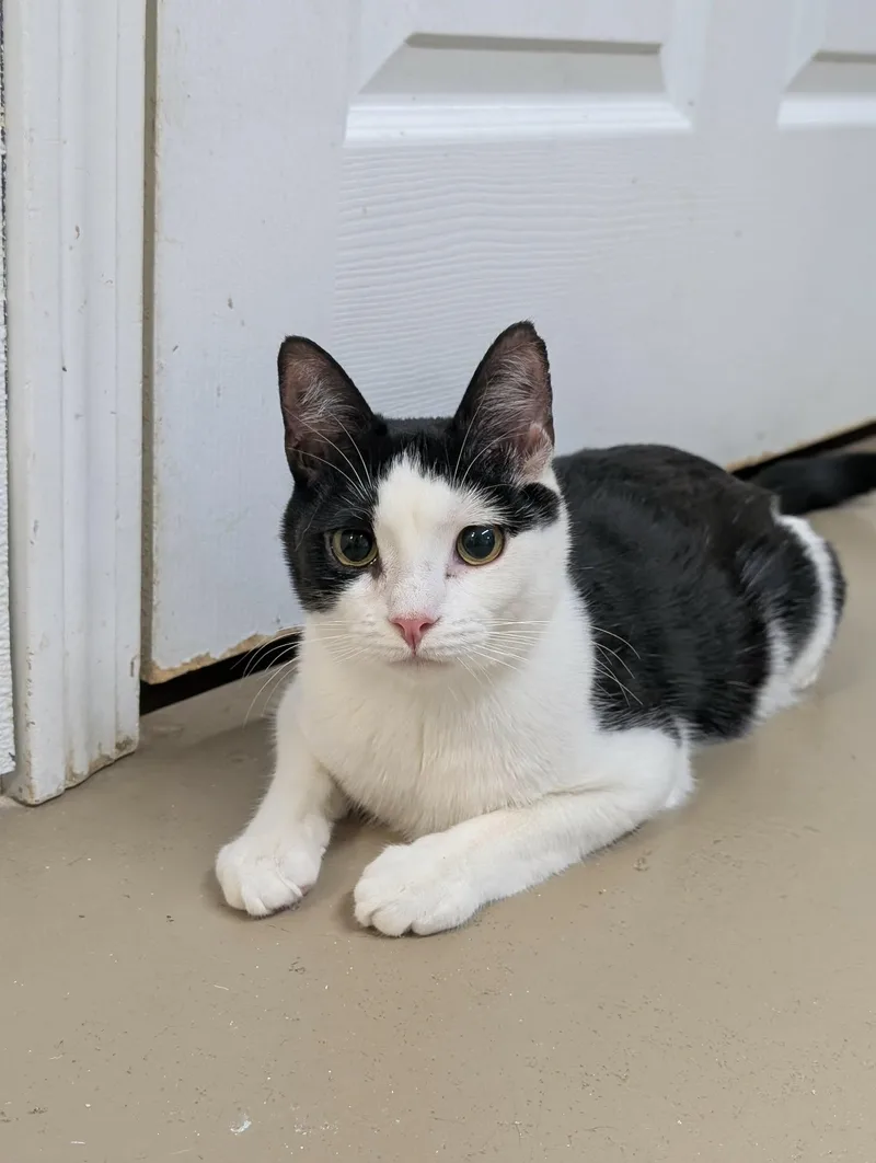 Rocket And Bandit thumbnail 3