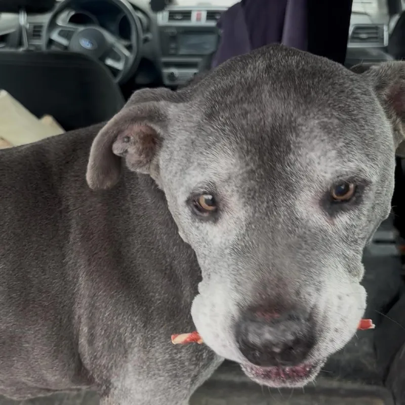 Dillinger thumbnail 2