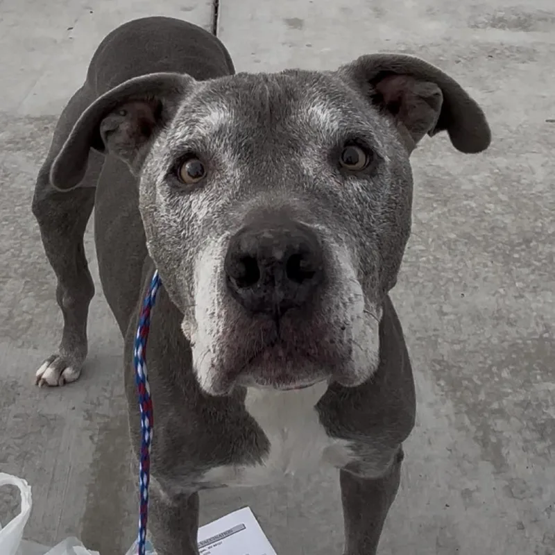 Dillinger thumbnail 3