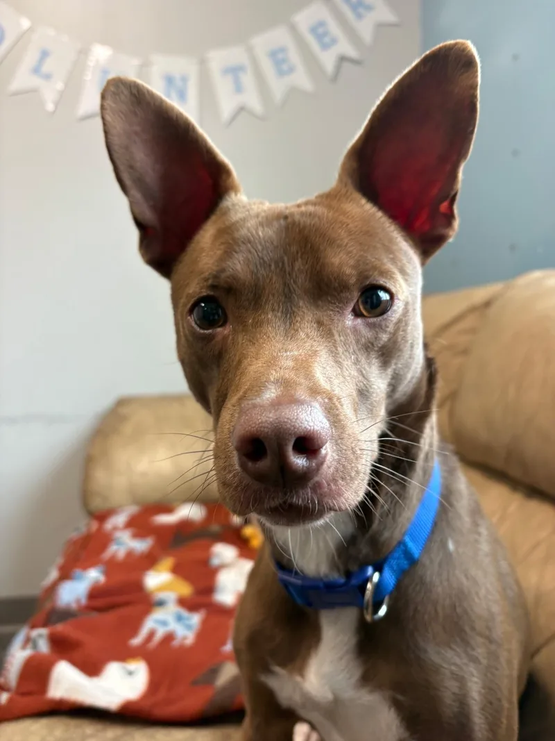 Richie Rich thumbnail 2