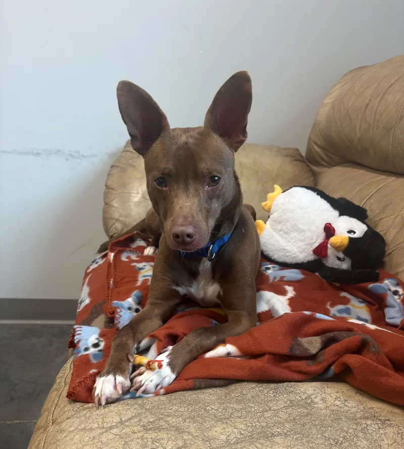 Richie Rich thumbnail 3