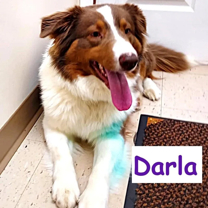 Darla