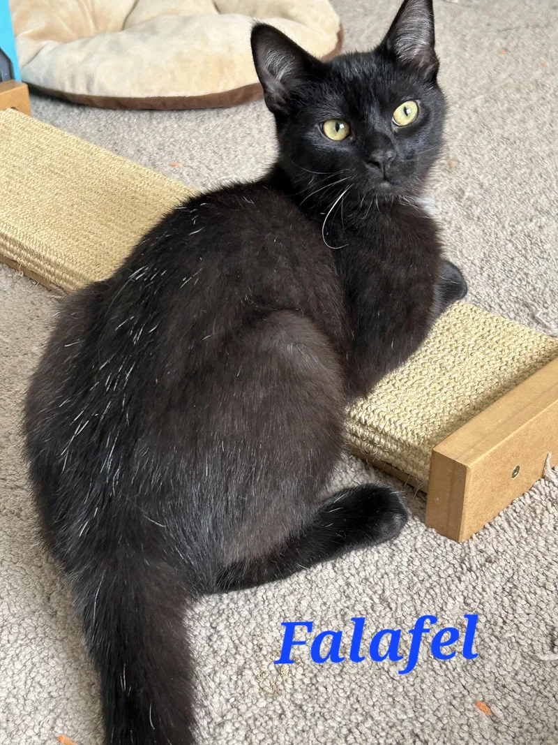 Falafel And Tzatziki thumbnail 2