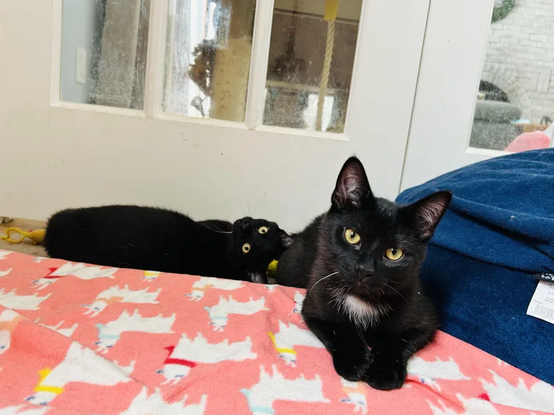 Falafel And Tzatziki thumbnail 4