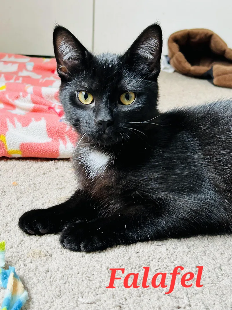 Falafel And Tzatziki thumbnail 6