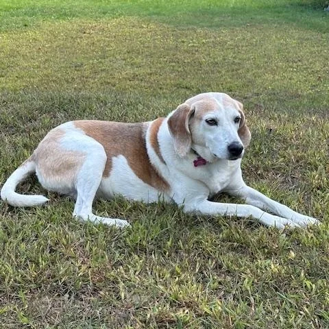 Hazel Mae  Local thumbnail 3