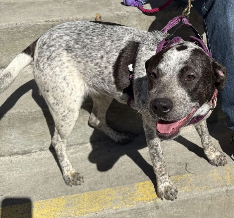 Camellia thumbnail 2