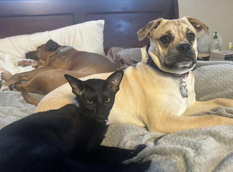 Mixie Moon ~ Local thumbnail 2