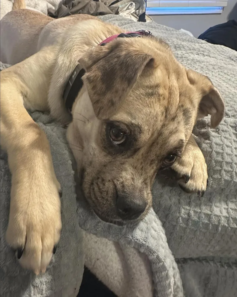 Mixie Moon ~ Local thumbnail 3