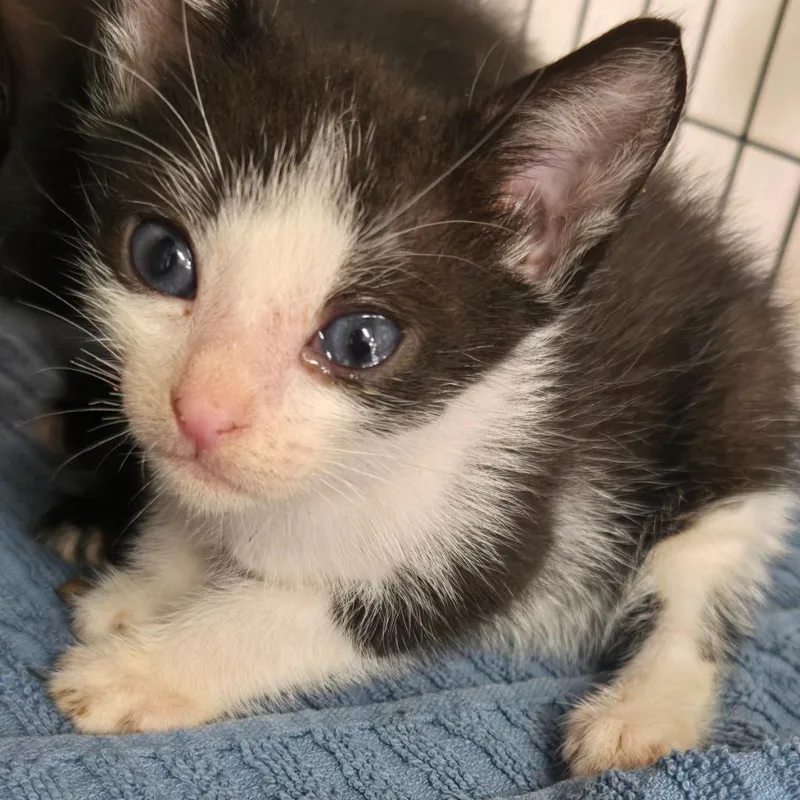 Captain Cookies N' Cream