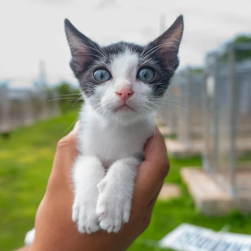 Captain Cookies N' Cream thumbnail 2