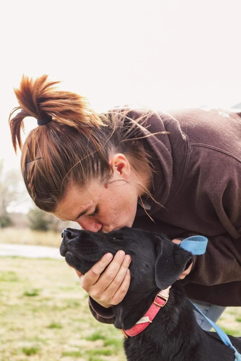 An adult medium-sized female Black Labrador Retriever dog named Basil for adoption in Grantsville, UT