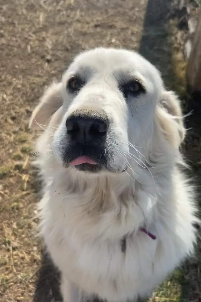 An adult large-sized female White / Cream Great Pyrenees dog named Bebe for adoption in Grantsville, UT