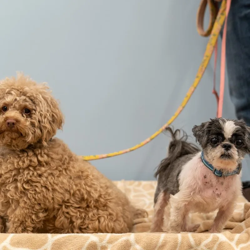 Clarence thumbnail 2