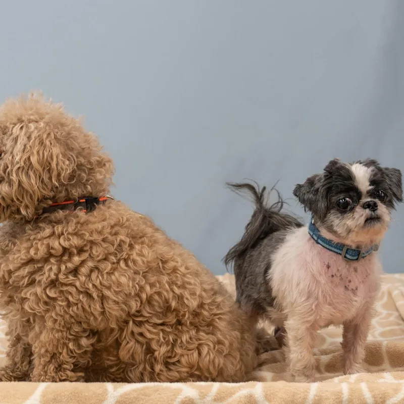 Clarence thumbnail 3