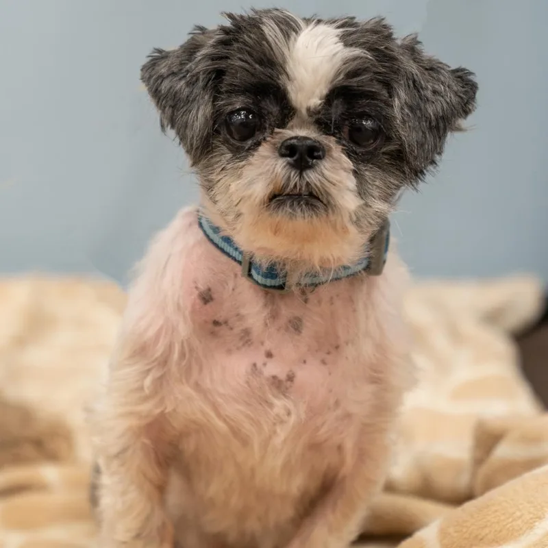 Clarence thumbnail 4