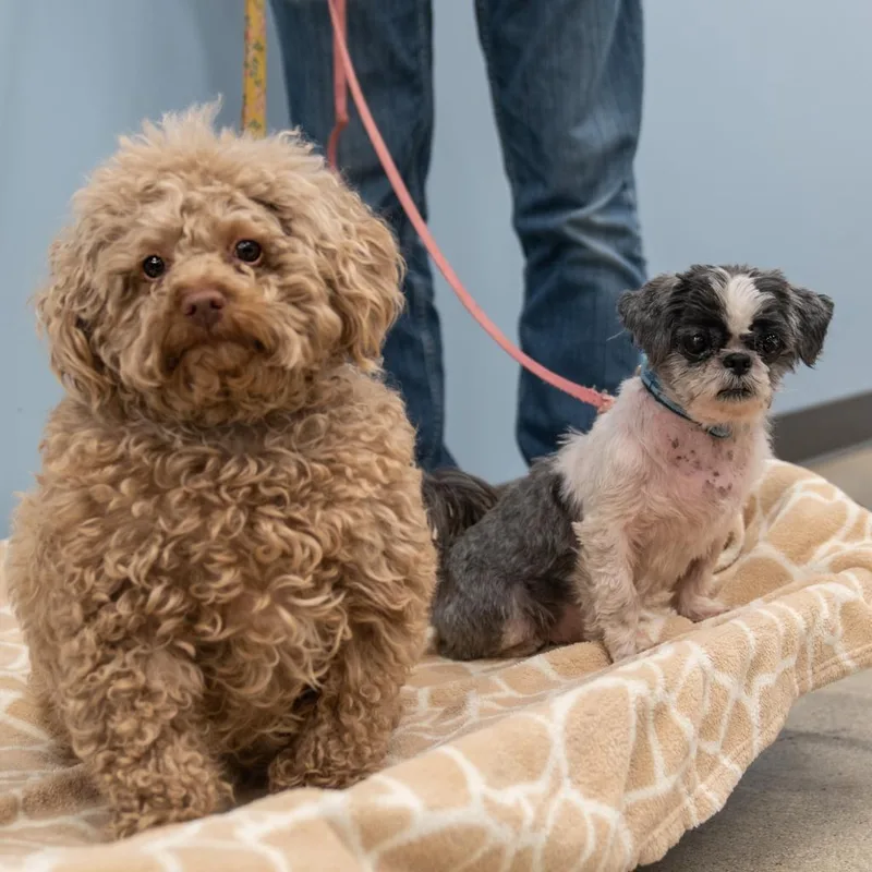 Clarence thumbnail 5