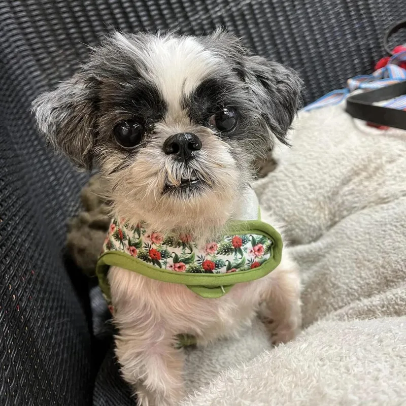 Clarence thumbnail 6