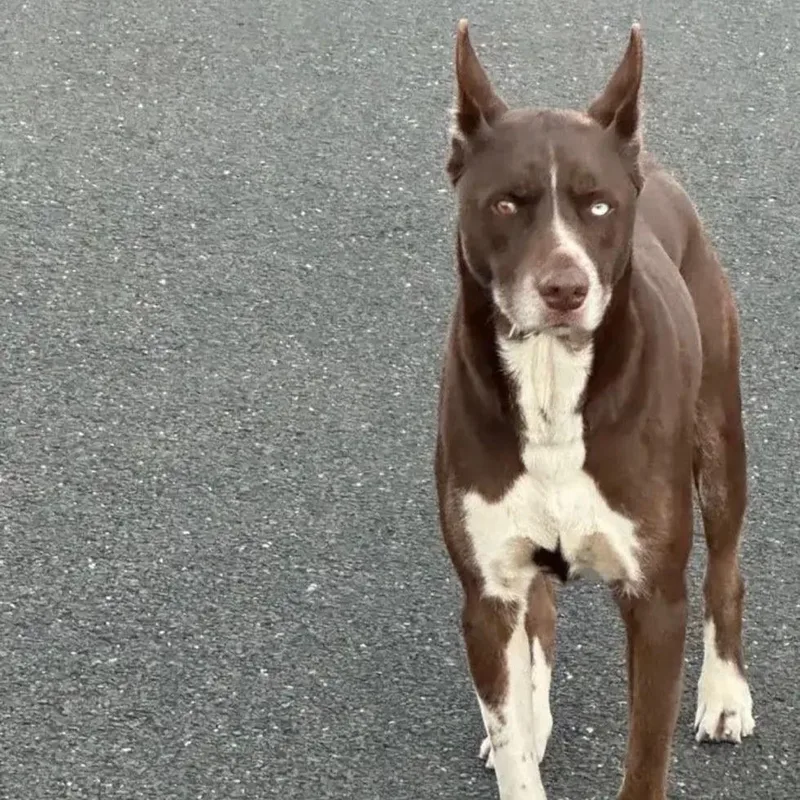 Don Juan thumbnail 6