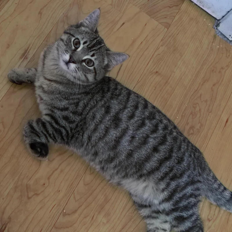 Schroeder thumbnail 2