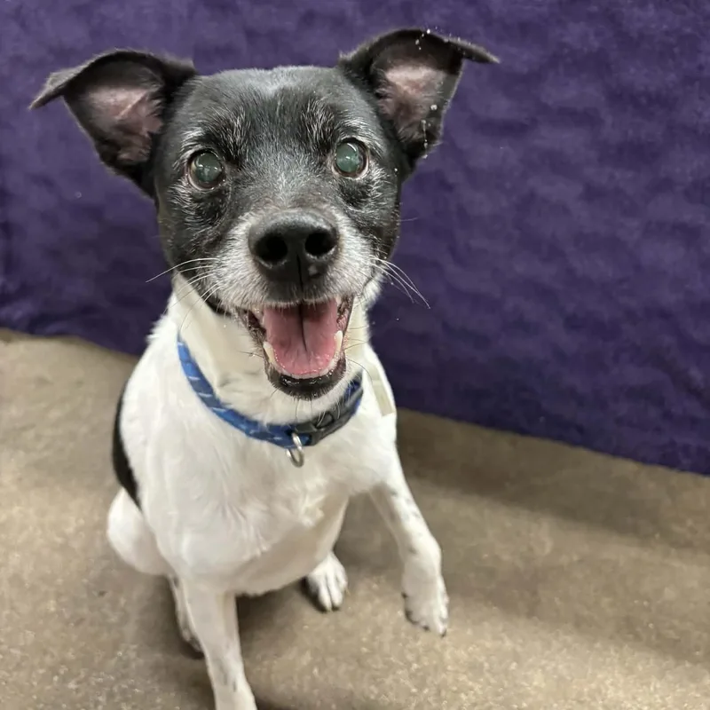 Tigger And Patches thumbnail 2