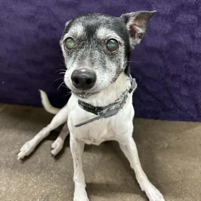 Tigger And Patches thumbnail 3