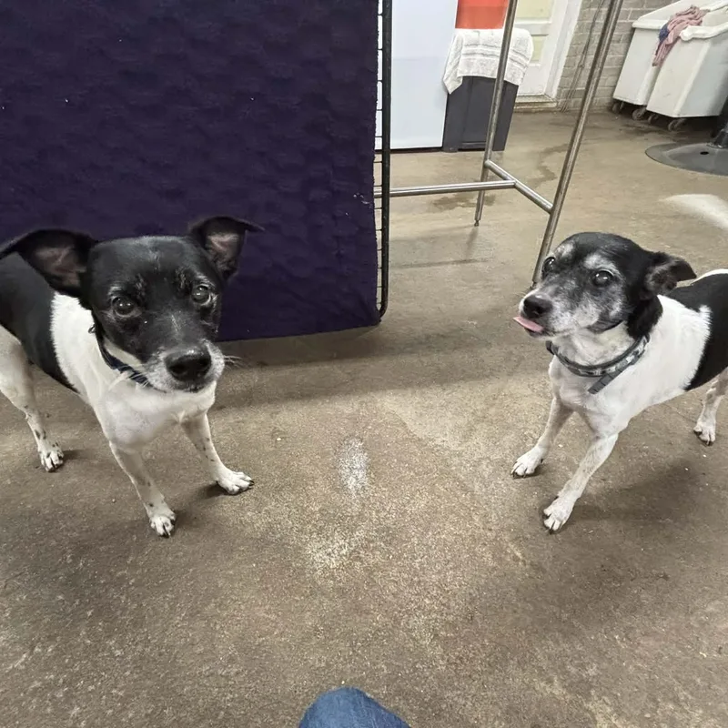 Tigger And Patches thumbnail 4