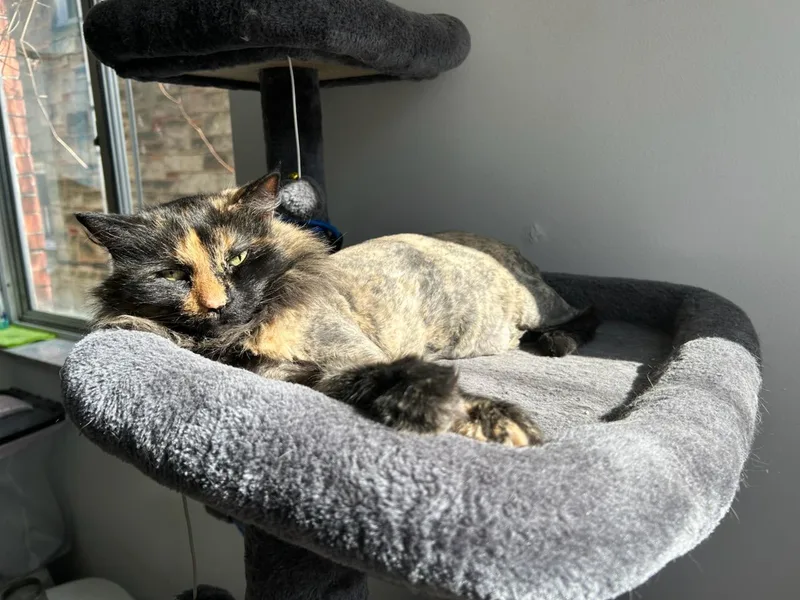 Princess thumbnail 2