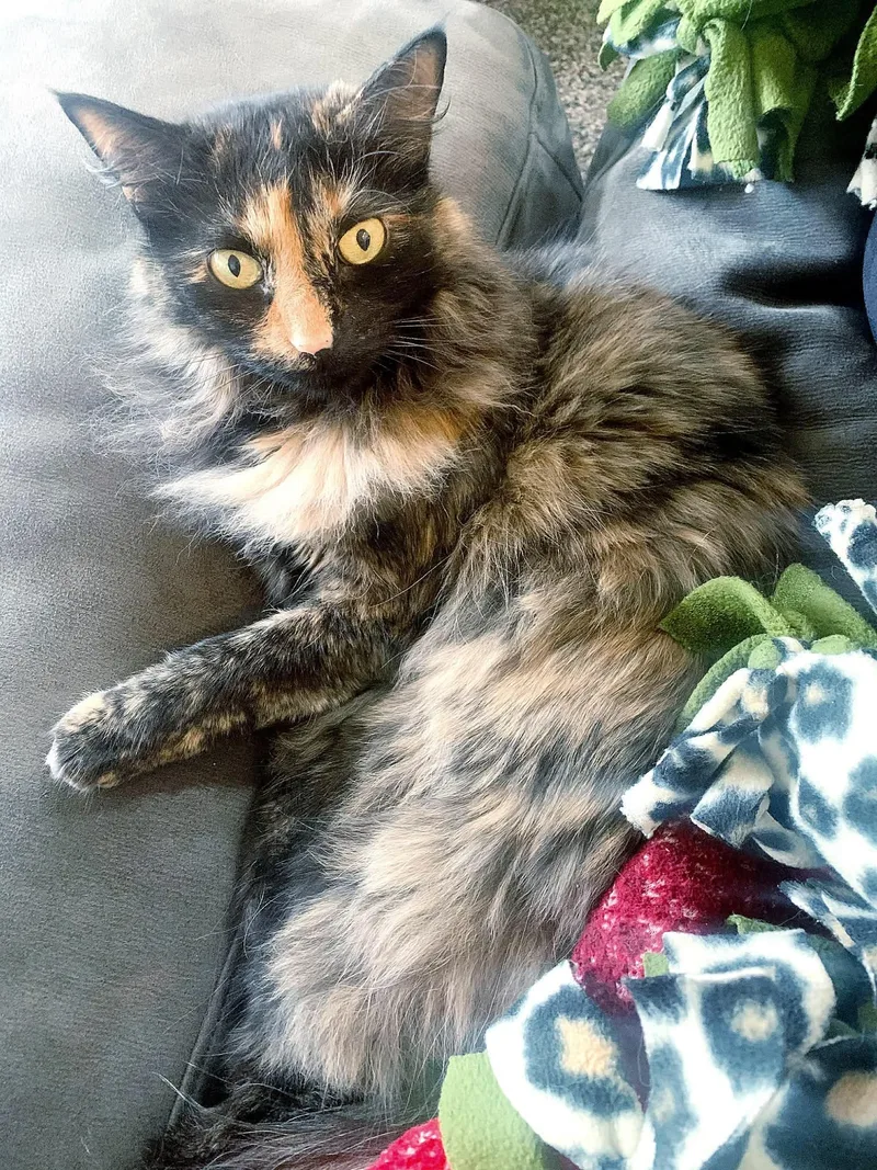 Princess thumbnail 3