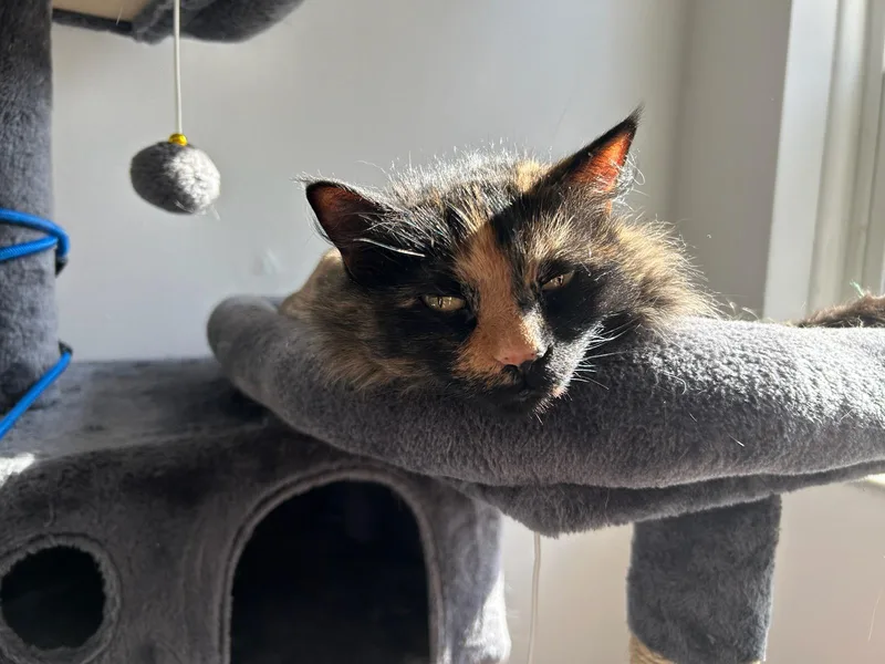 Princess thumbnail 5