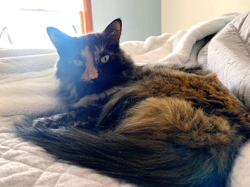 Princess thumbnail 6